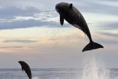 虎鲸为什么讨厌海豚?